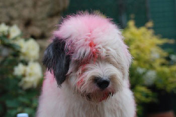 Old English Sheepdog