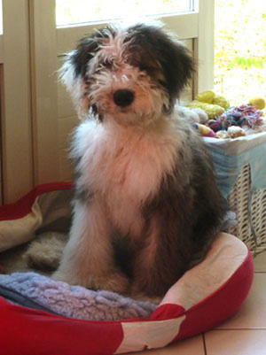 Old English Sheepdog