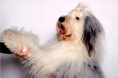 Old English Sheepdog