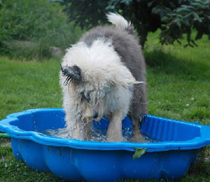 Old English Sheepdog