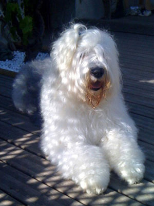 Old English Sheepdog