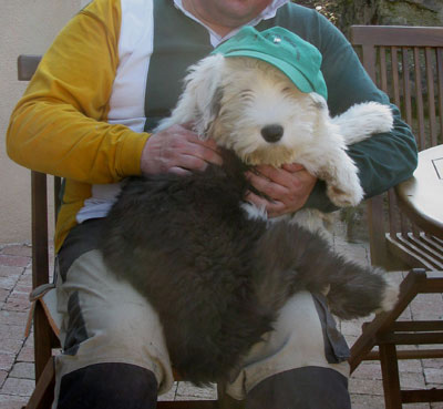 Old English Sheepdog