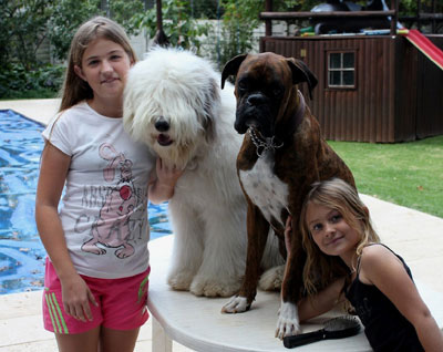 Old English Sheepdog