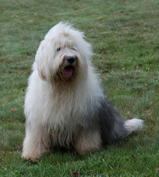 Old English Sheepdog