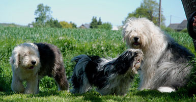 Bobtail en herbes