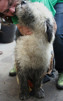 Old English Sheepdog