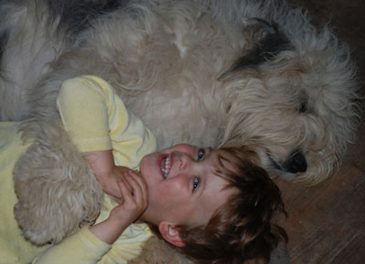 Old English Sheepdog