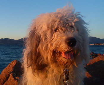 Old English Sheepdog