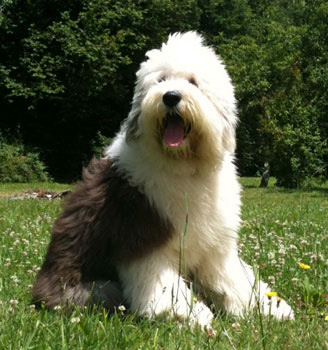 Old English Sheepdog