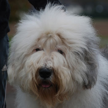 Old English Sheepdog