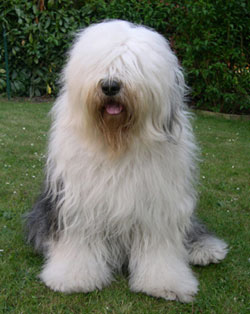 Old English Sheepdog