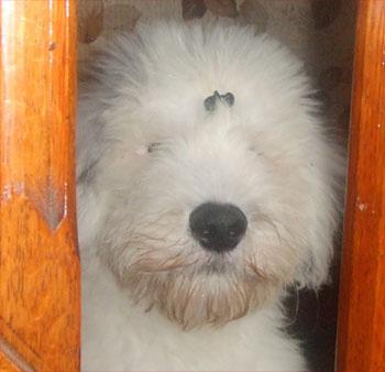 Old English Sheepdog