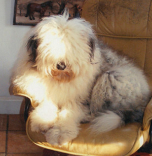 # Old English Sheepdog