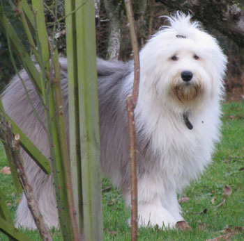 Old English Sheepdog