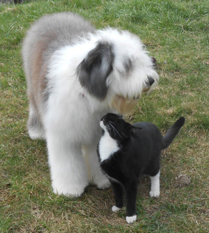 Bobtail et chat