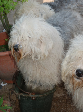 Old English Sheepdog