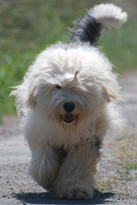 Old English Sheepdog