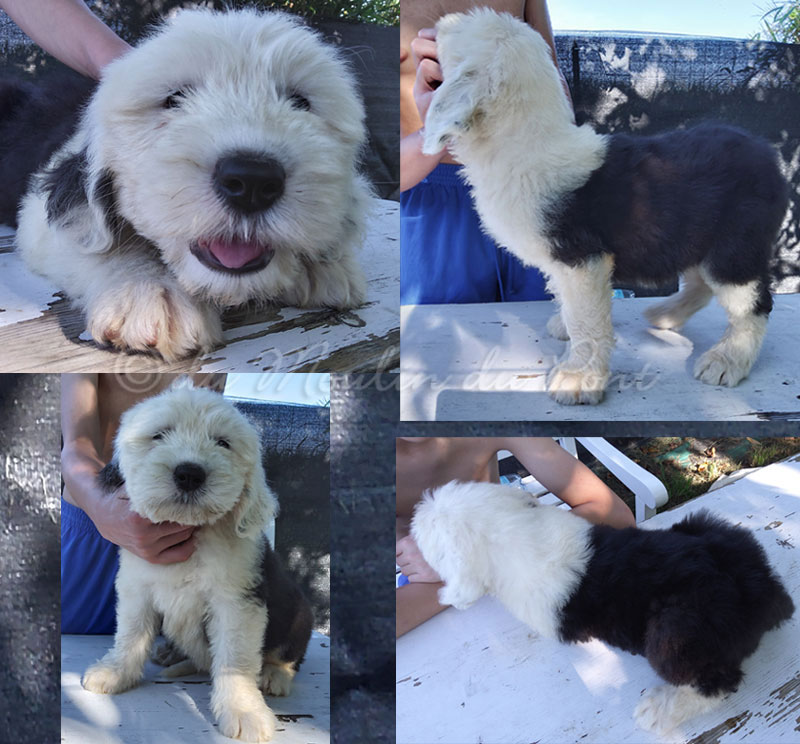 Old English Sheepdog