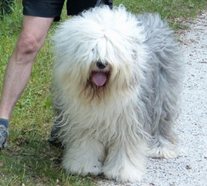 # Old English Sheepdog