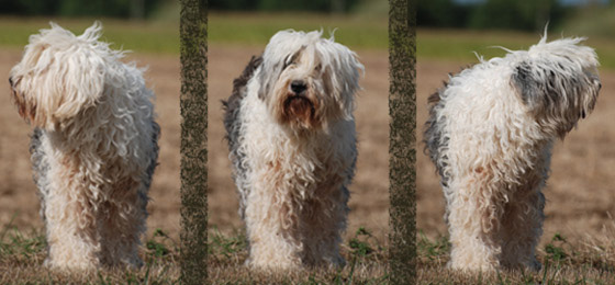 Old English Sheepdog