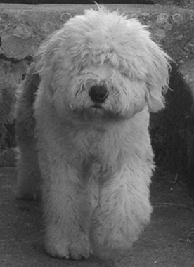 # Old English Sheepdog