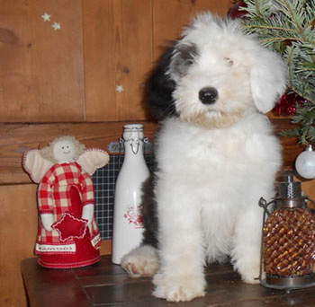 Old English Sheepdog