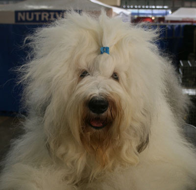 Old English Sheepdog