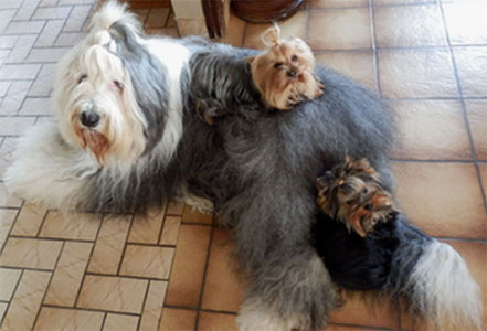 Old English Sheepdog