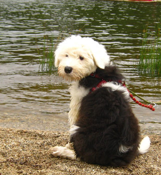 Old English Sheepdog pupy