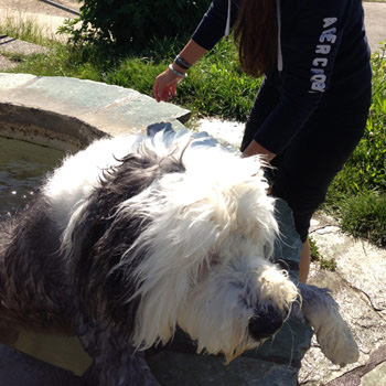 Bobtail qui nage