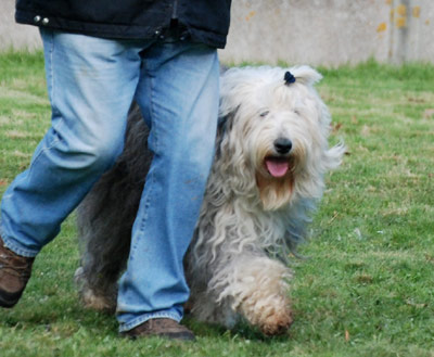 Old English Sheepdog at work