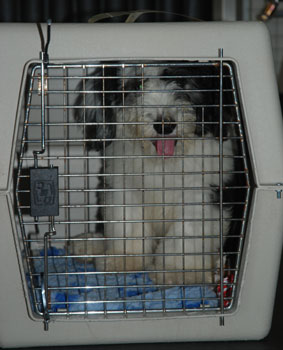 chiot Bobtail en avion