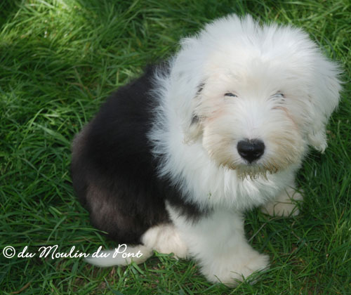 chiot Bobtail