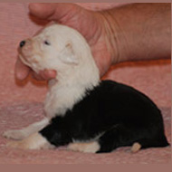 chiot Bobtail