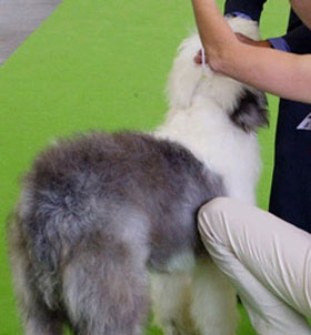 World Dog show Paris