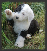 chiot Bobtail