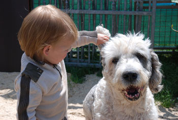 Bobtail et enfant