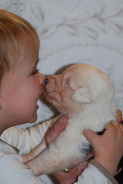 Bobtail et enfant