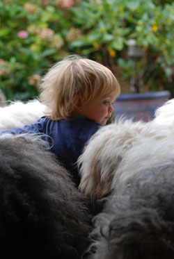 enfant et Bobtails