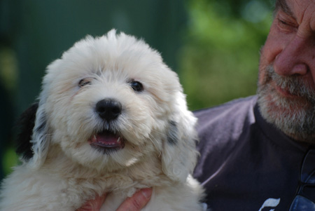 kennel Moulin du Pont