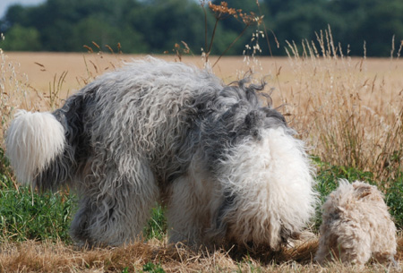 chien Bobtail