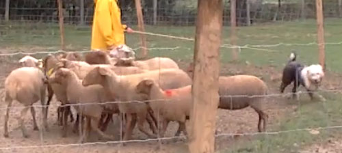 Bobtail moutons