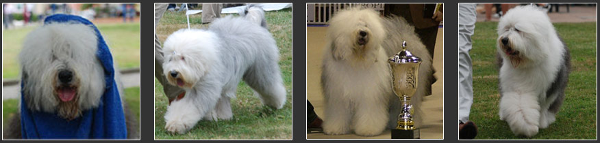 ols english sheepdogs