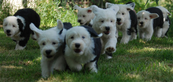 chiots BObtail en action