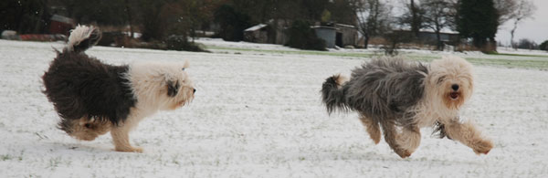 sheepdogs haviing fun in the snow