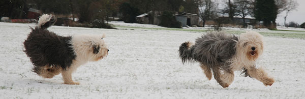 Bobtail dans la neige