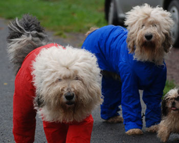 Bobtail et pluie