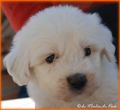 chiot Bobtail Ella