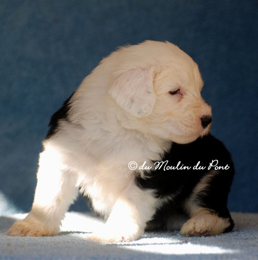 beau chiot Bobtail