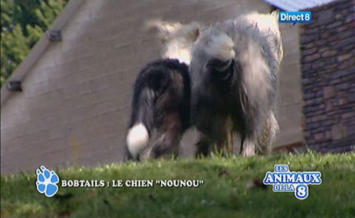 Bobtail à la télé